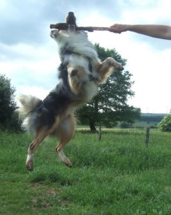 Hund Amadeo - springt mchtig nach Stock